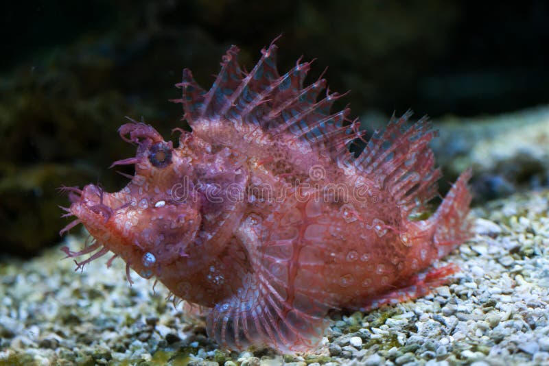 frondosa rhinopias scorpionfish zachwaszczony obraz stock frondosa rhinopias scorpionfish zachwaszczony obraz stock