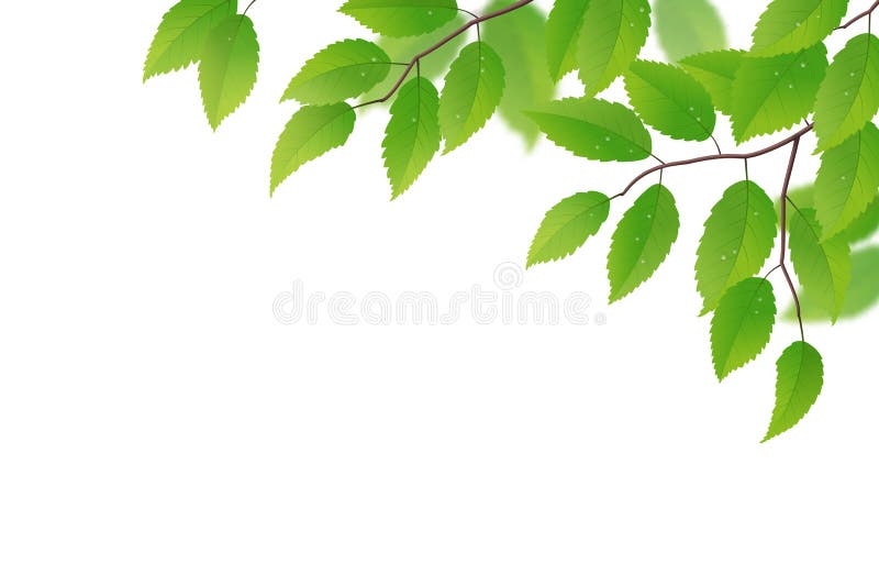 Fronds with green leaves