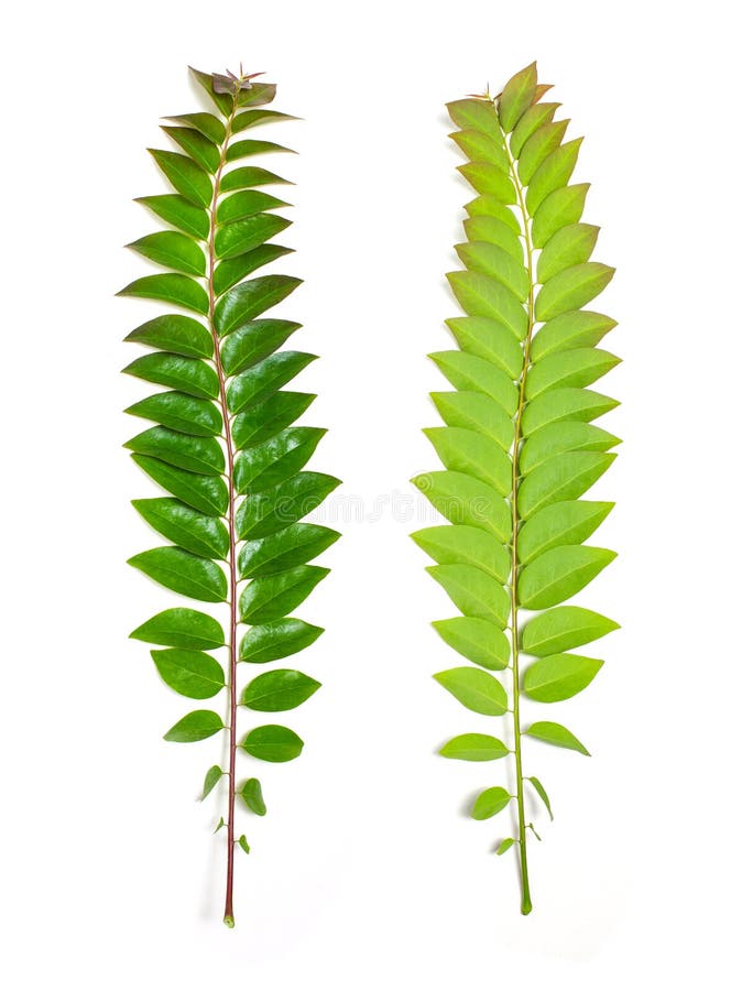 Front and back green star gooseberry leafs on white background. royalty free stock photos Front and back green star gooseberry leafs on white background. royalty free stock photos