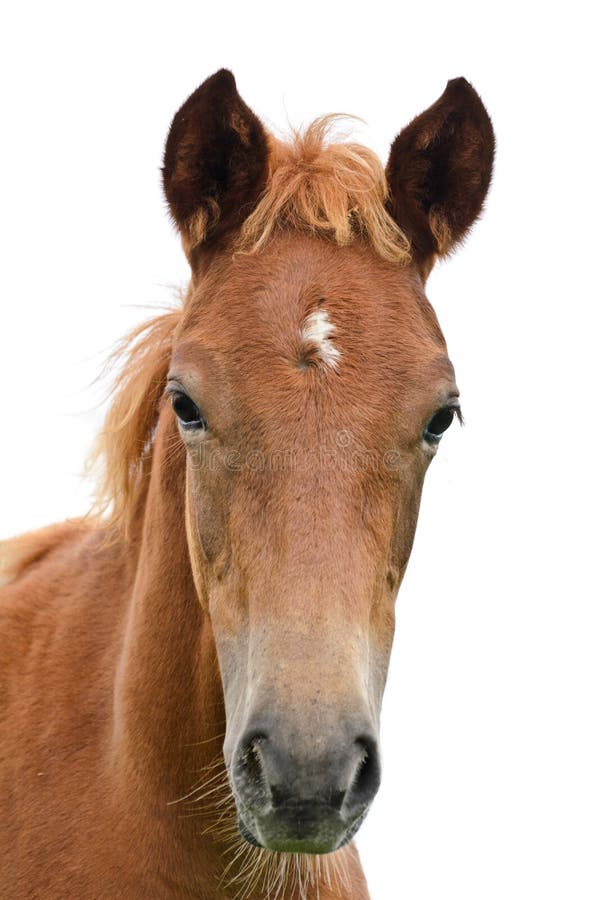 Front of the horse head. stock photo. Image of front - 35104518