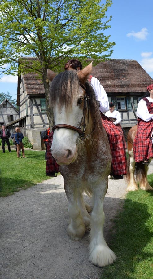 Front photo of a Shire horse stock image Front photo of a Shire horse stock image
