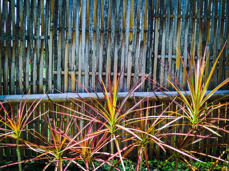 Front of plant bamboo wall stock image. Image of front 157542881