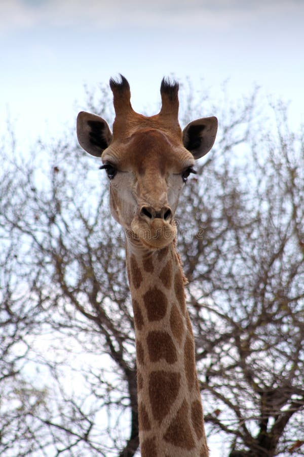 Front Portrait Picture de tête de girafe image stock Front Portrait Picture de tête de girafe image stock
