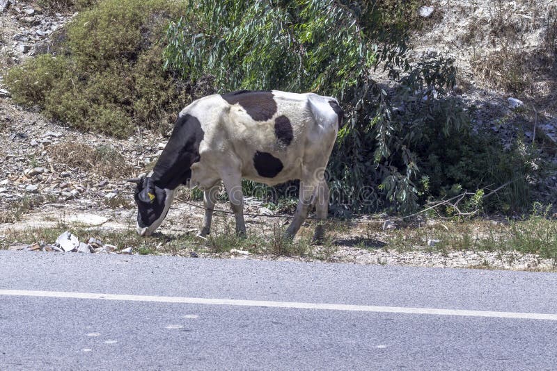 Коровы возле дорогой машины. Корова на асфальте. Почему коровы какают