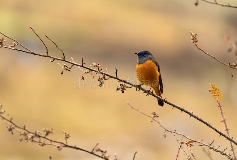 Front side of Blue-fronted redstart perching on tree stick with sharp feathers in details stock photo