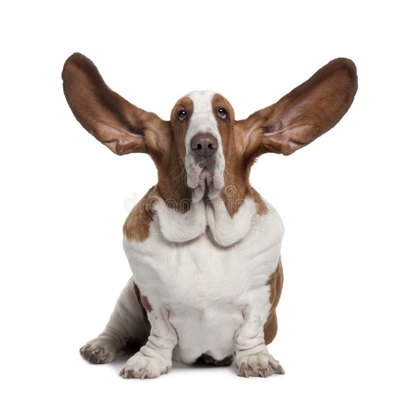 Front View of Basset Hound with Ears Up, Sitting Stock Image Image of