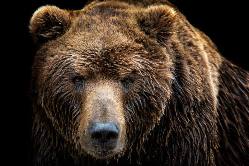 Front view of brown bear isolated on black background. stock photography Front view of brown bear isolated on black background. stock photography