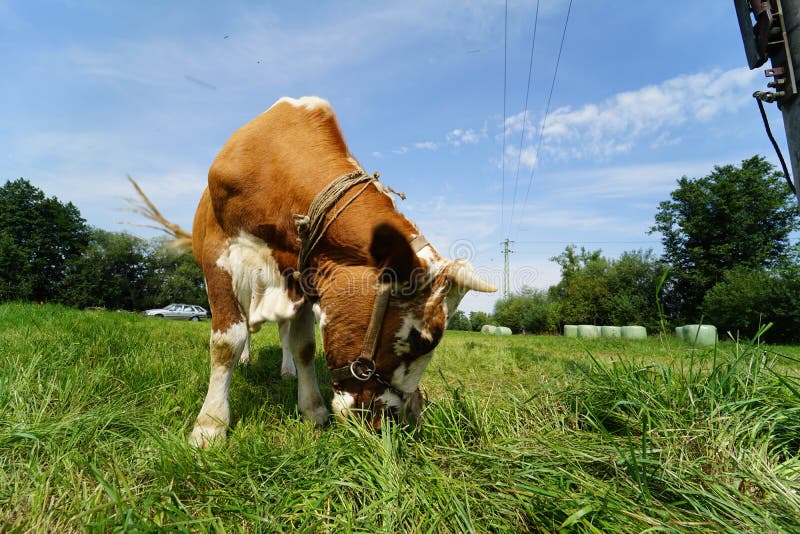 Front View of a Cow Feeding on the Grass Stock Photo Image of