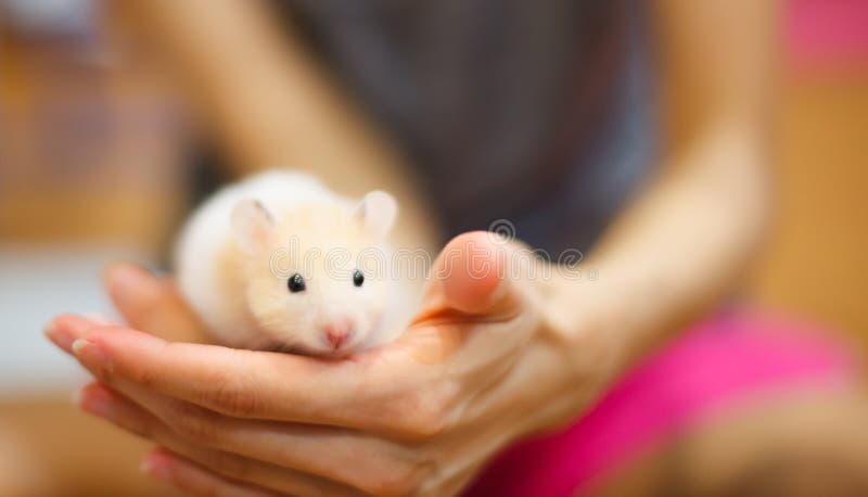 Front view of Cute Orange and White Syrian or Golden Hamster Mesocricetus auratus climbing on girl`s hand. Taking Care, Mercy, Domestic Pet Animal Concept. Front view of Cute Orange and White Syrian or Golden Hamster Mesocricetus auratus climbing on girl`s hand. Taking Care, Mercy, Domestic Pet Animal Concept.