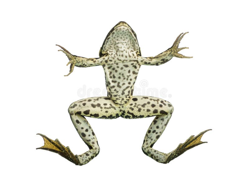 Front view of an Edible Frog swimming up to the surface