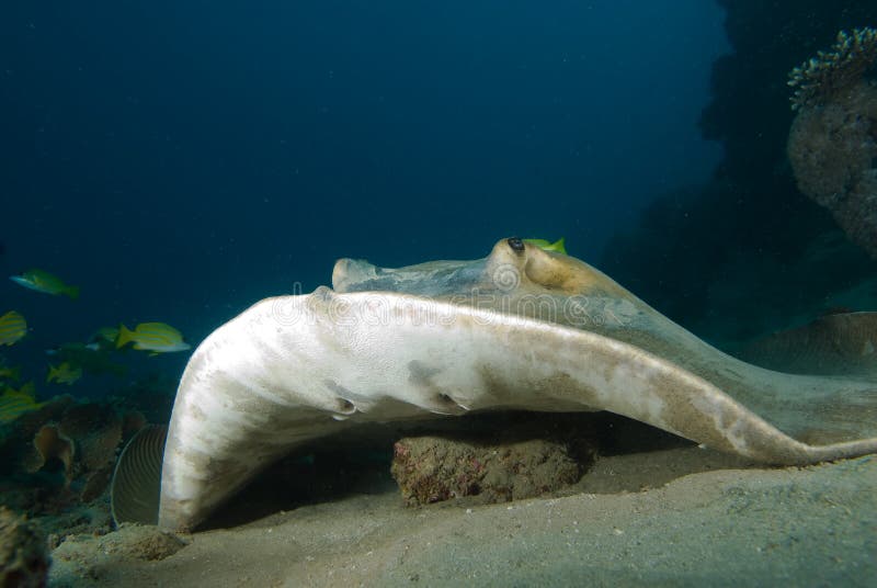 Front view of Feathertail stingray