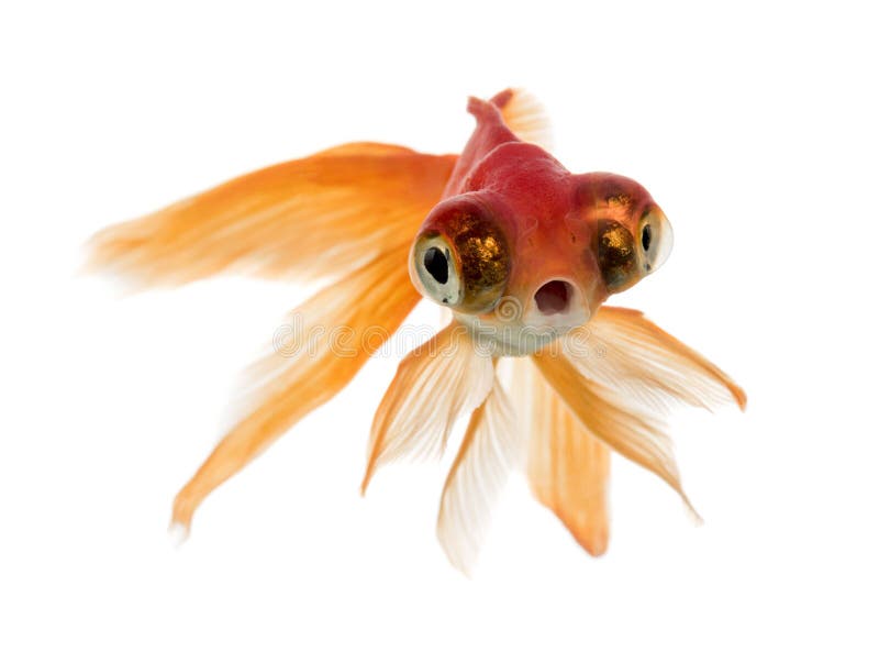 Front view of a Goldfish swimming islolated on white stock photos Front view of a Goldfish swimming islolated on white stock photos