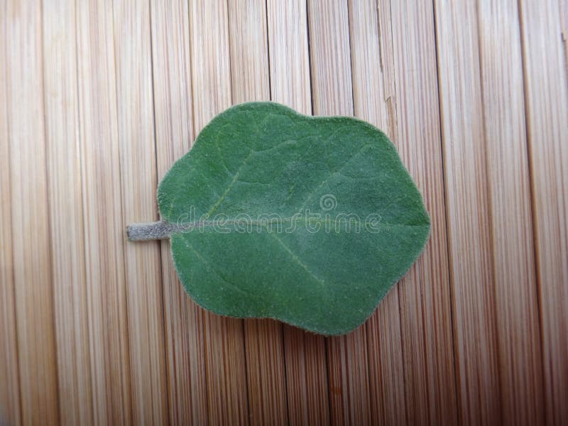 Front View of an Isolated Eggplant Plant Leaf, a Flattened Structure