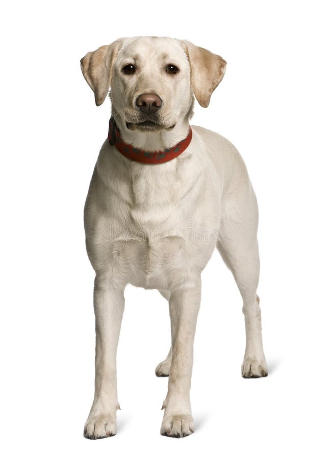 Front View Of Labrador Standing Stock Image Image Of Obedient Length