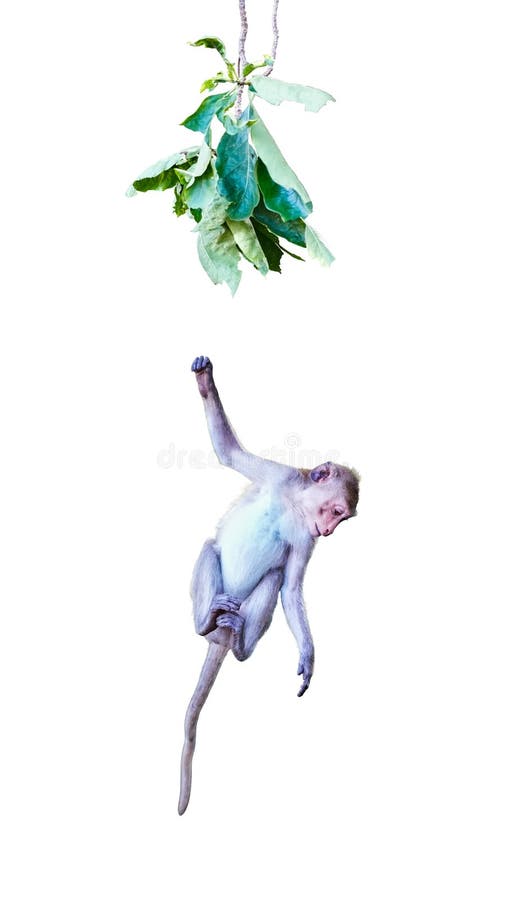 Front view of Macaca or baby monkey is Falling from the tree due to gravity. It\'s cute, funny, worry, climbing,. Isolated royalty free stock photo
