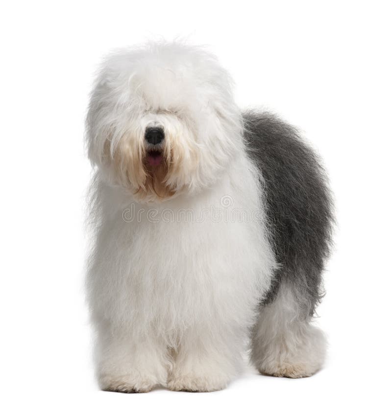 Puppy Of Old English Sheepdog In Snowy Field Stock Photo, Picture and  Royalty Free Image. Image 11977457.