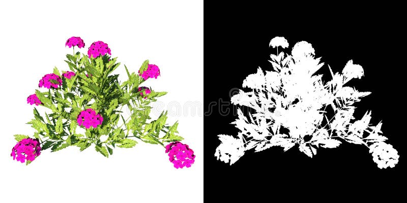 Render of plant on white background with alpha for cutout png. Render of plant on white background with alpha for cutout png