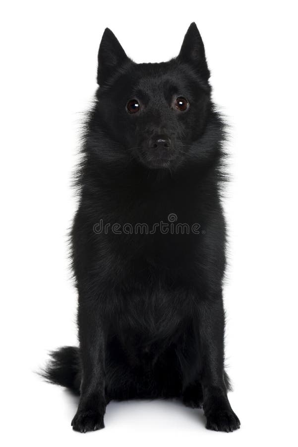 Front view of Schipperke dog sitting stock photo