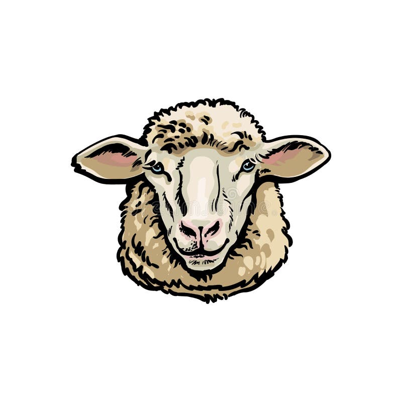 Sheep sketch style. Hand drawn illustration of beautiful animal. Line art  drawing in vintage style. Realistic image. - Stock Image - Everypixel