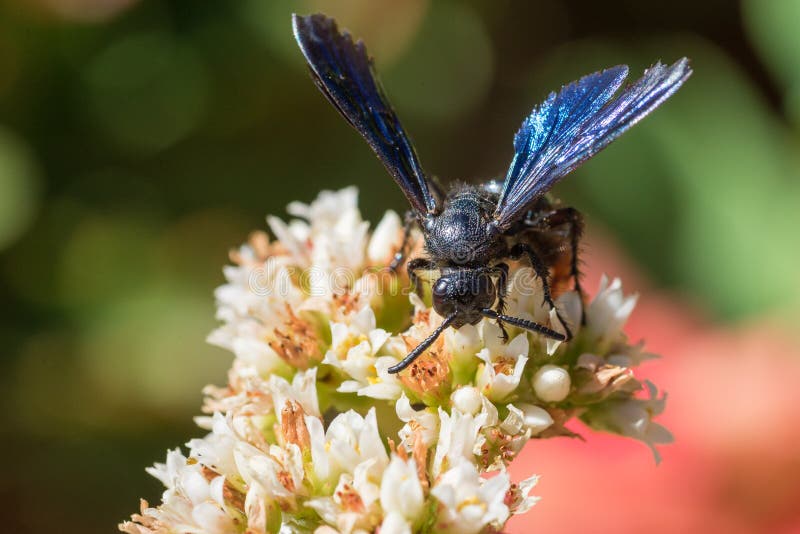 Front view spider wasp