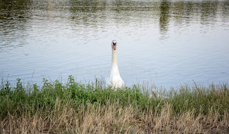 Front view on swan looking at camera. A white swan is floating in the water. Wild swan swimming on the lake stock photos