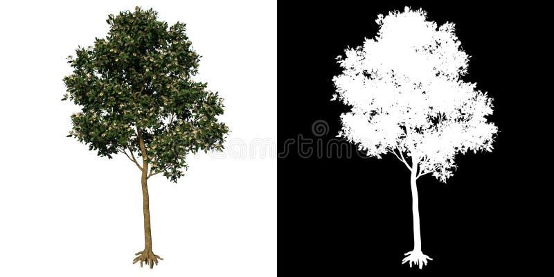 Front view tree Adolescent Sea Apple 1 white background alpha png 3D Rendering Ilustracion 3D