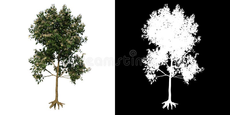 Front view tree Young Sea Apple 2 white background alpha png 3D Rendering Ilustracion 3D