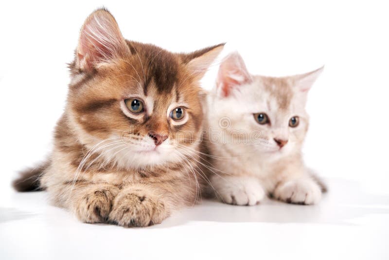 Front View of Two Baby Cats. Stock Image - Image of playful, cats ...