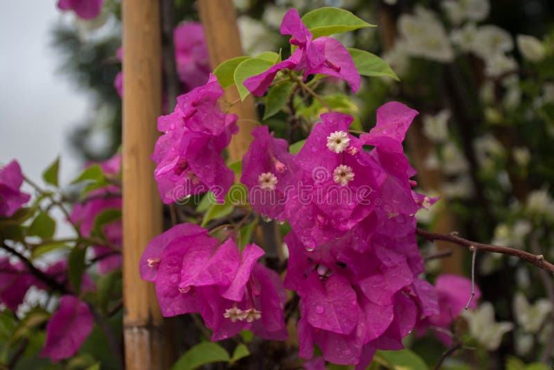 Front view water drop pink Bougainville on tree background stock image