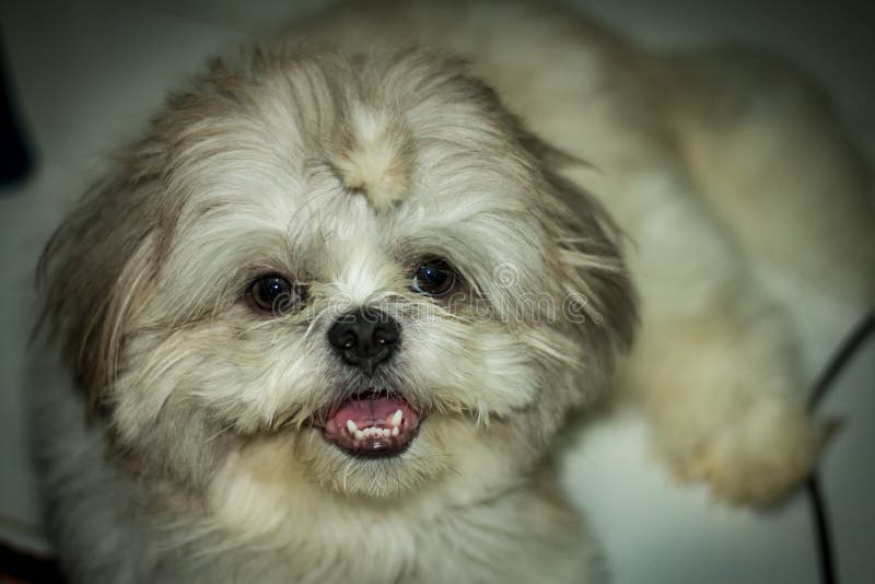The Front View of a White Fur Dog Stock Photo Image of little, cute