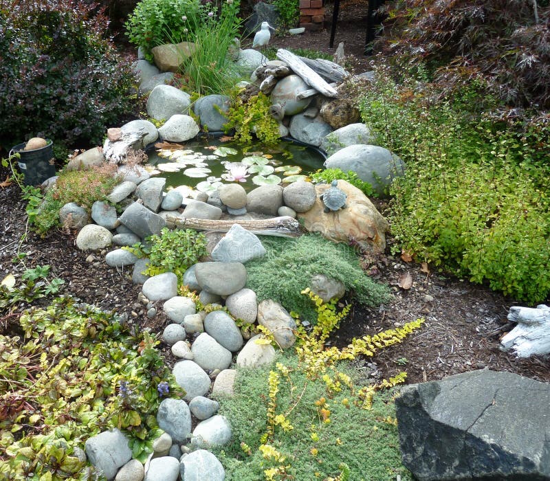 Front Yard Pond With Natural Herbs Stock Photo - Image of ...