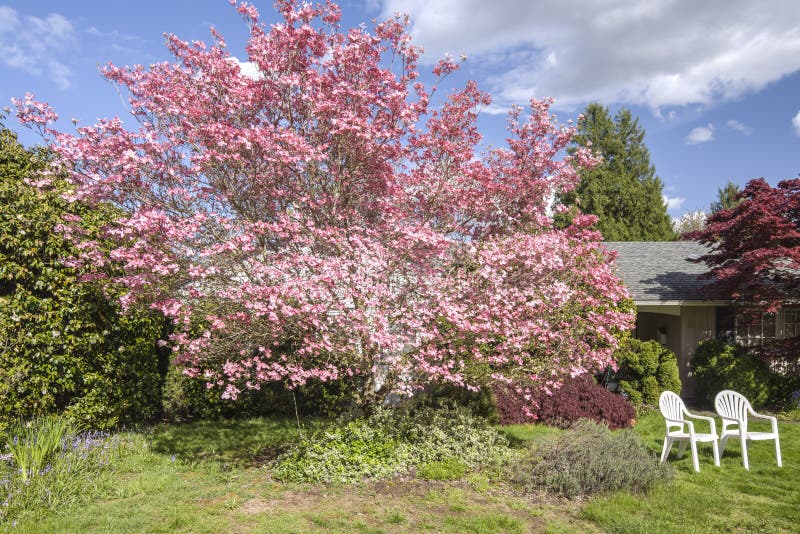 Front Yard Spring Bloom Oregon State. Stock Image Image of yard