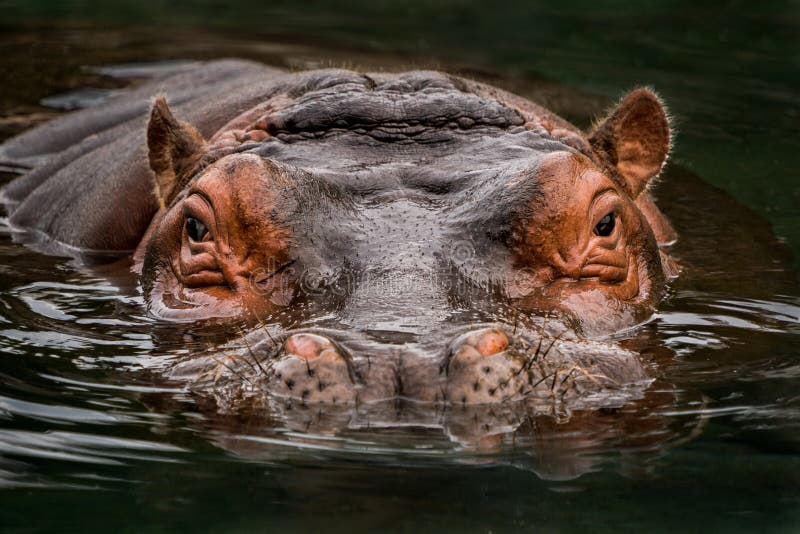 Submerged Hippo