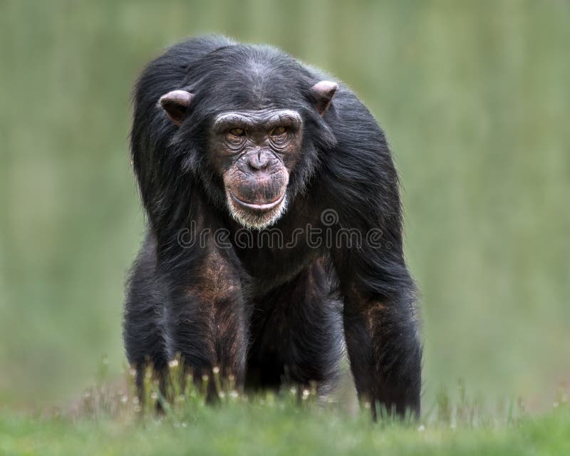 Chimpanzee XXXII royalty free stock photography Chimpanzee XXXII royalty free stock photography