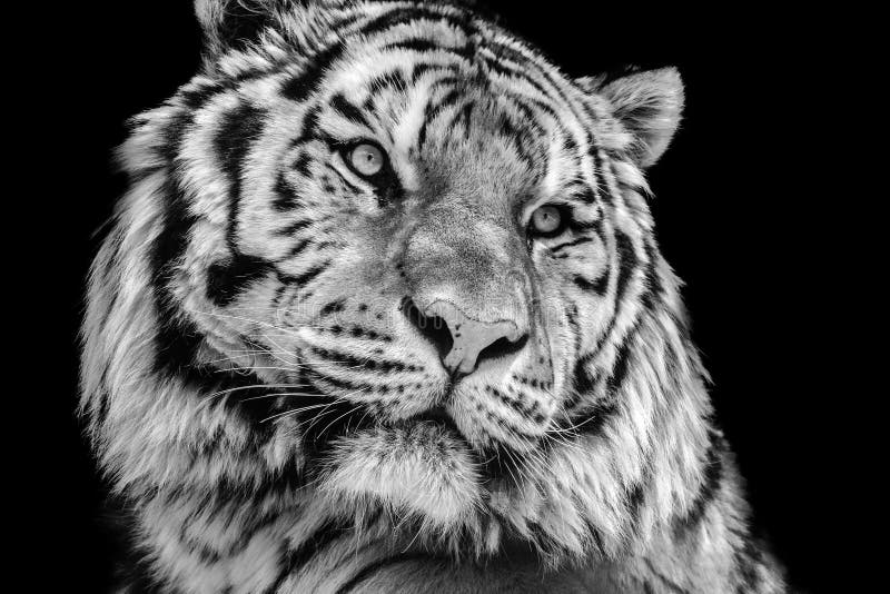 Fronte in bianco e nero ad alto contrasto potente della tigre