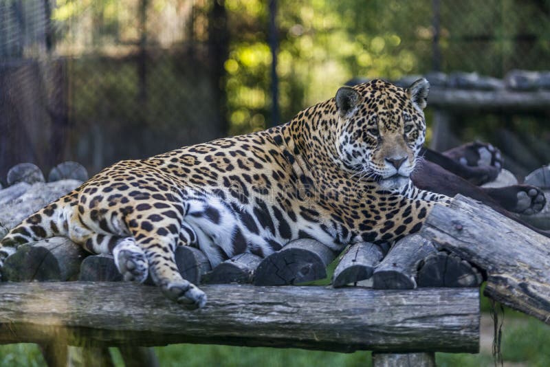 Fronte del leopardo fotografia stock libera da diritti