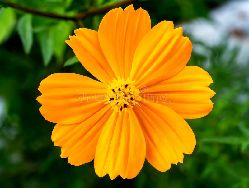 Fronte di un fiore arancio dell'universo immagine stock libera da diritti Fronte di un fiore arancio dell'universo immagine stock libera da diritti