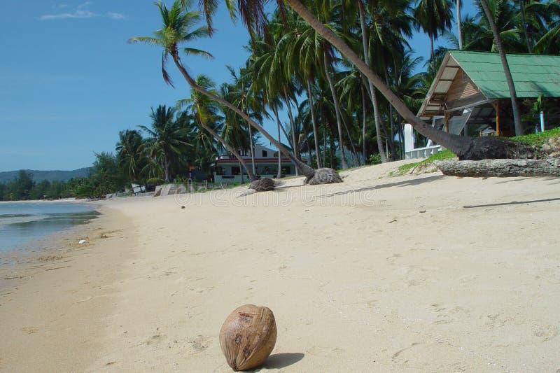 Fronte mare tailandese con la noce di cocco