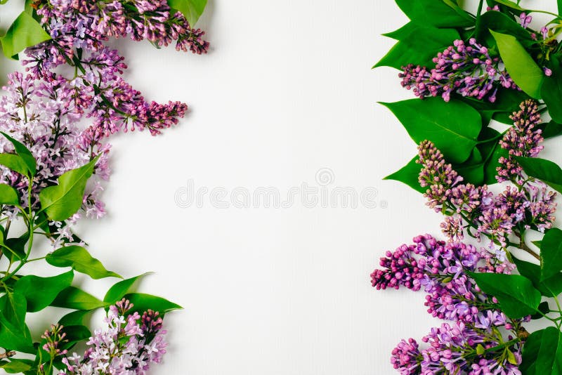 Frontera del capítulo de las flores púrpuras de la lila en el fondo blanco Composición floral puesta plano, visión superior, por foto de archivo Frontera del capítulo de las flores púrpuras de la lila en el fondo blanco Composición floral puesta plano, visión superior, por foto de archivo