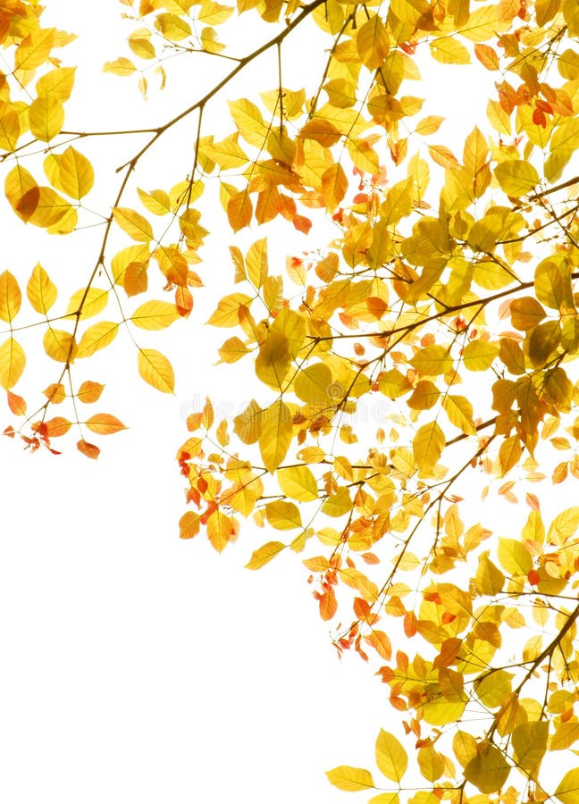 Frontera del follaje de las hojas de otoño