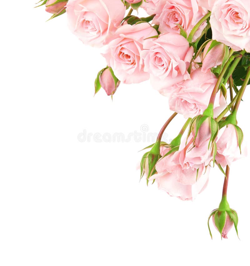 Fresh pink roses border isolated on white background. Fresh pink roses border isolated on white background