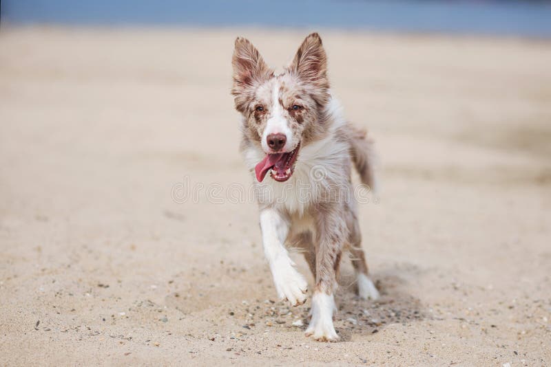 Frontera linda adorable Collie Puppy en la playa imagenes de archivo Frontera linda adorable Collie Puppy en la playa imagenes de archivo