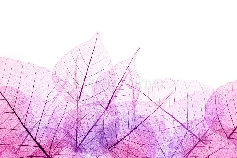 Frontera rosada y púrpura de las hojas transparentes - aisladas en whi