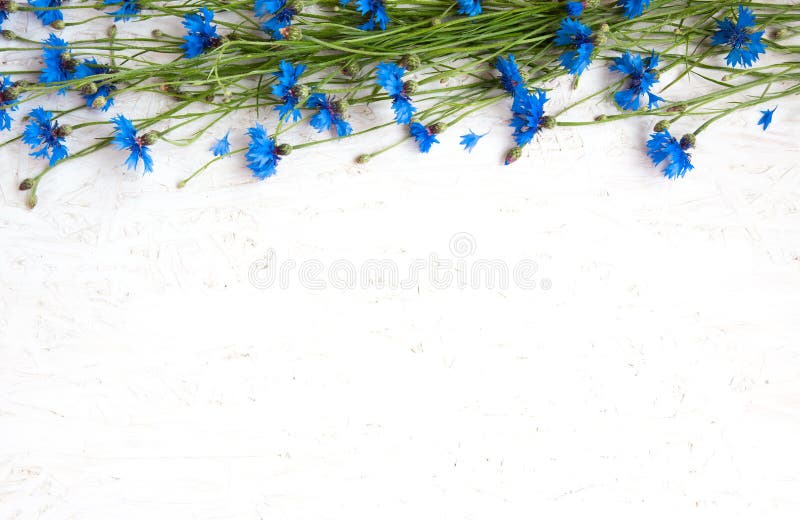 Frontera rústica del aciano azul en fondo del blanco del grunge fotografía de archivo libre de regalías Frontera rústica del aciano azul en fondo del blanco del grunge fotografía de archivo libre de regalías