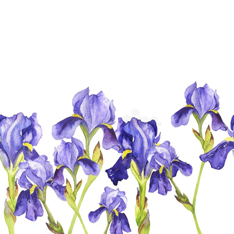 Fleur De Lys Violette Aquarelle Illustration Stock - Illustration du roman,  iris: 169206880