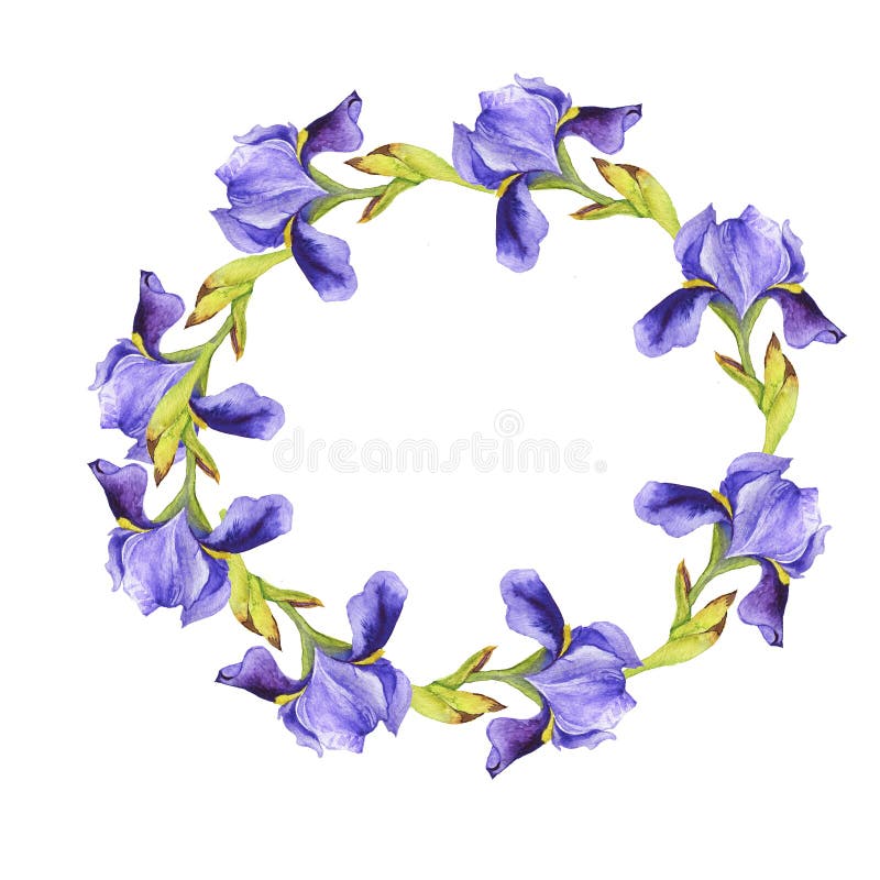 Fleur De Lys Violette Aquarelle Illustration Stock - Illustration du roman,  iris: 169206880