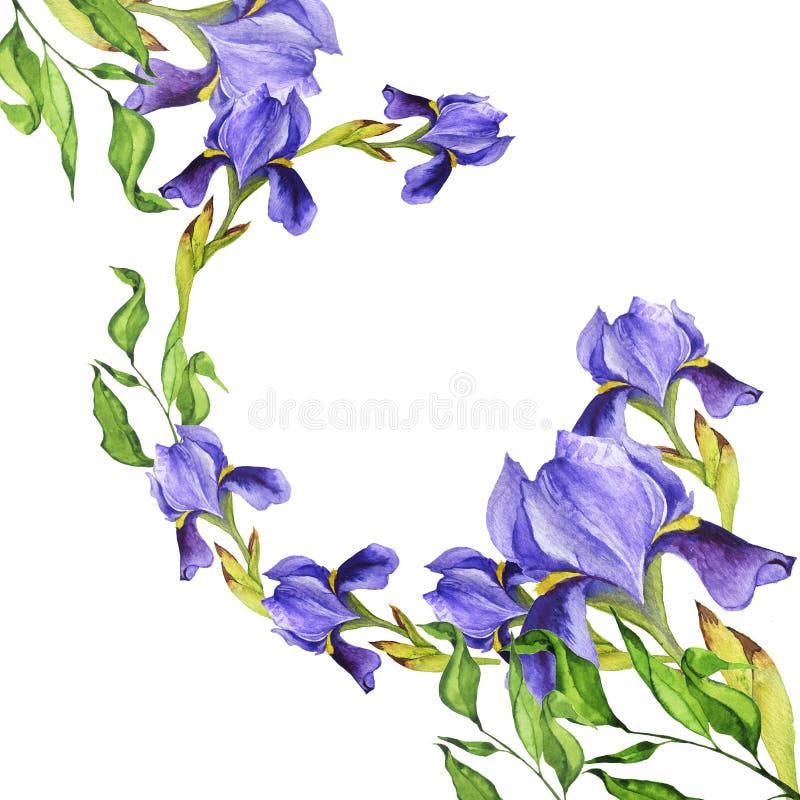 Fleur De Lys Violette Aquarelle Illustration Stock - Illustration du roman,  iris: 169206880