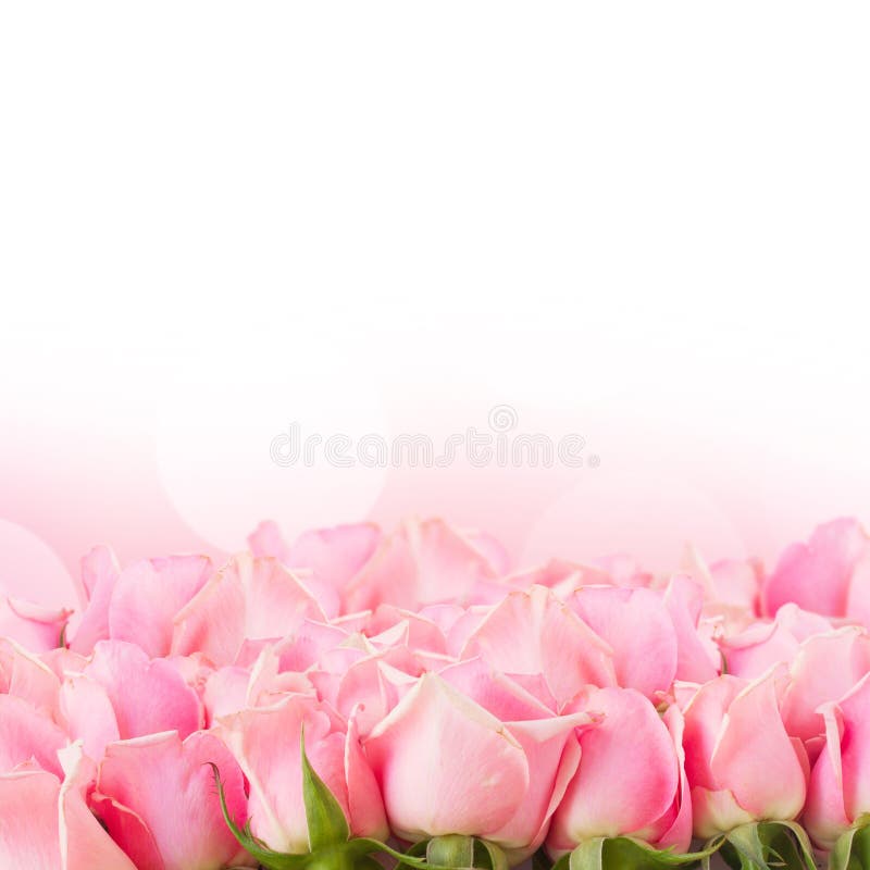 Frontière des roses roses de jardin images libres de droits