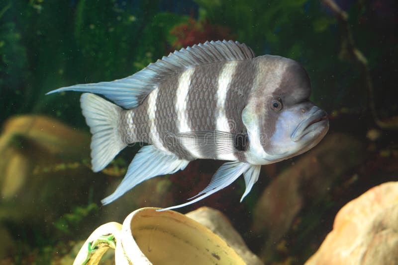 Frontosa - big fresh-water fish, African cichlid lakes Tanganyika