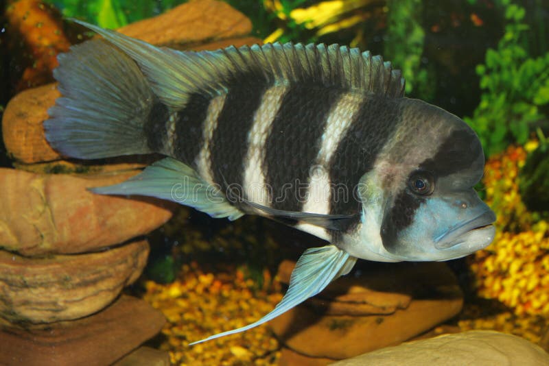 Frontosa - big fresh-water fish, African cichlid lakes Tanganyika